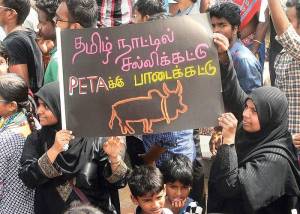 jallikattu